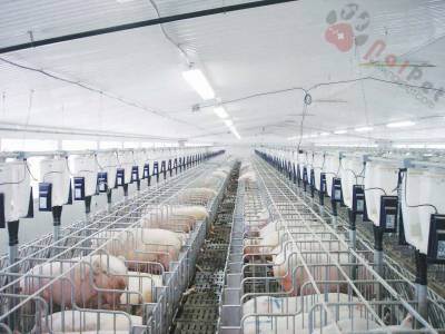 nhiet-do-va-do-sang-anh-huong-toi-suc-khoe-va-nang-suat-heo-nai