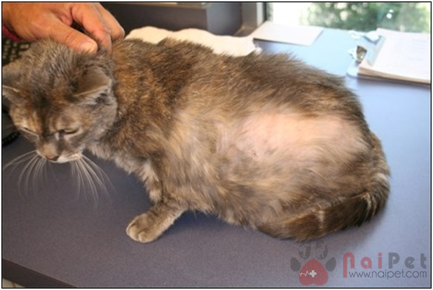 nhung-benh-thuong-gap-tren-da-o-meo