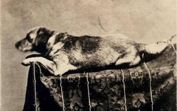 nhung-cau-chuyen-cam-dong-ve-su-trung-thanh-cua-loai-cho-6