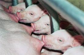 nhung-dieu-nen-tranh-khi-do-de-cho-heo-nai