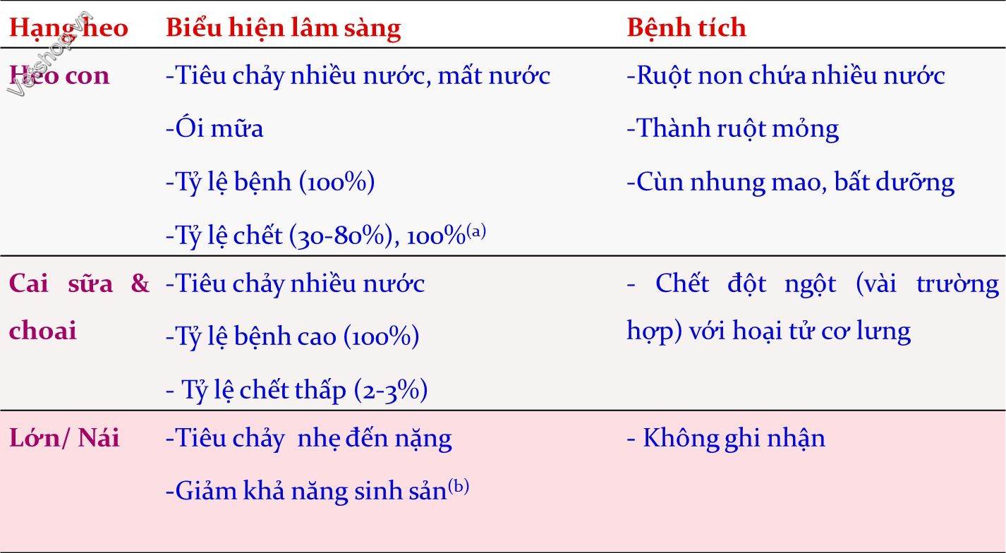 ped-va-tge-trong-trai-heo-nhung-dieu-can-biet 1