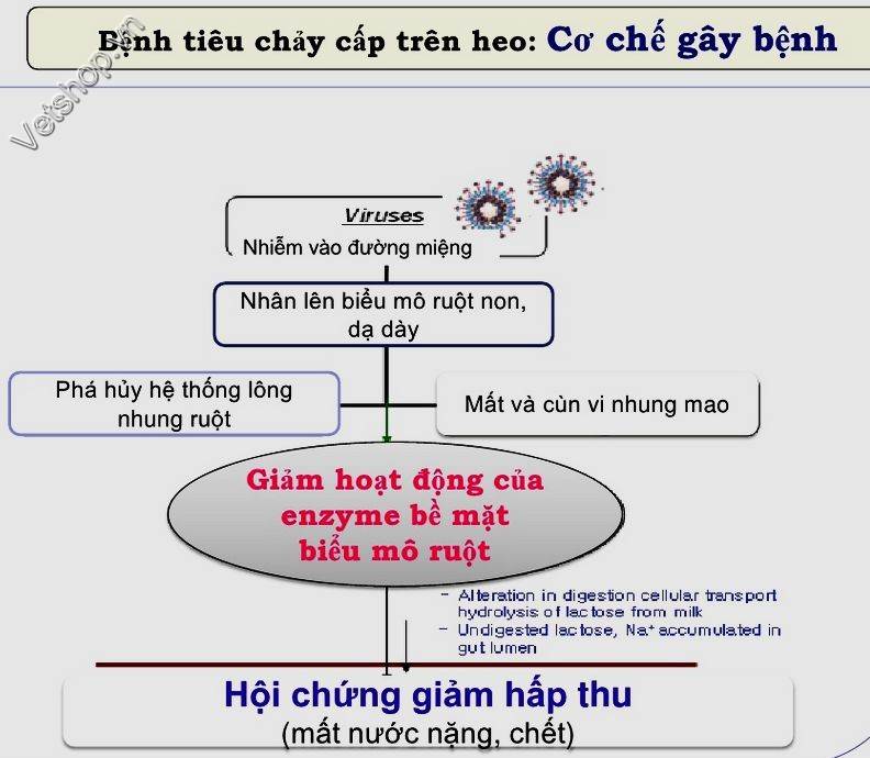 ped-va-tge-trong-trai-heo-nhung-dieu-can-biet 4