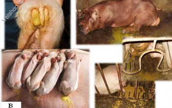 ped-va-tge-trong-trai-heo-nhung-dieu-can-biet 9