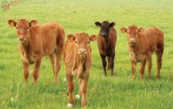 Phòng Uốn Ván Cho Bê Sơ Sinh phong-uon-van-cho-be-so-sinh