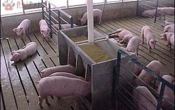 quan-ly-suc-khoe-dan-heo