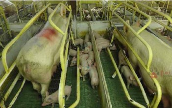 quy-trinh-chan-nuoi-cung-vao-cung-ra-all-in-all-out 4