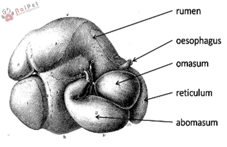 sinh-ly-he-tieu-hoa-cua-bo