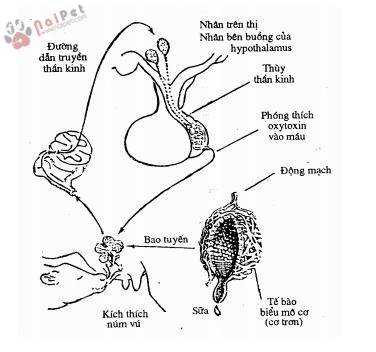 sinh-ly-tiet-sua-physiology-of-lactation 1