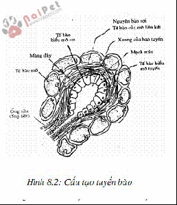 sinh-ly-tiet-sua-physiology-of-lactation 2