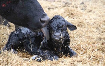 sinh-san-cua-bo-sua 2