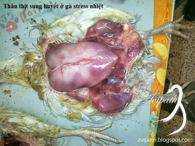 stress-nhiet-va-cham-soc-ga-de-trong-mua-nong