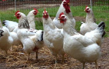 stress-nhiet-va-cham-soc-ga-de-trong-mua-nong233