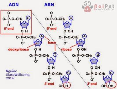 thuat-ngu-hien-dai-trong-cnsh-chan-nuoi-va-thu-y 1