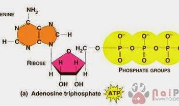 thuat-ngu-hien-dai-trong-cnsh-chan-nuoi-va-thu-y 4