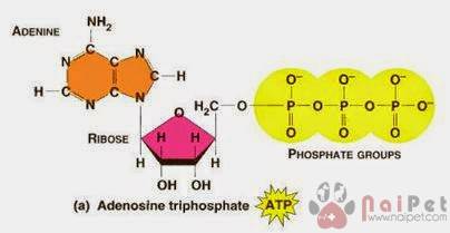 thuat-ngu-hien-dai-trong-cnsh-chan-nuoi-va-thu-y 4