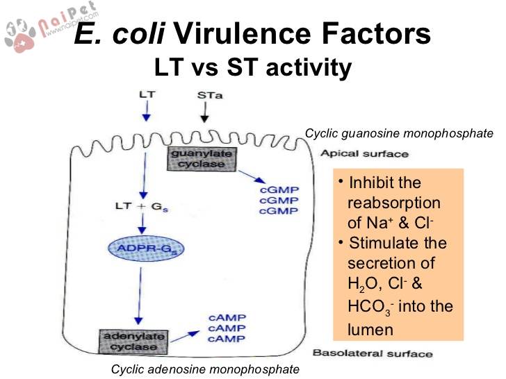 tieu-chay-o-be-nghe-e-coli-sinh-doc-to-ruot-etec 1