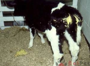 Tiêu Chảy Ở Bê Nghé E Coli Sinh Độc Tố Ruột ETEC tieu-chay-o-be-nghe-e-coli-sinh-doc-to-ruot-etec