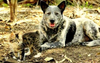 Tình Bạn Của Chó Max Và Mèo Ralphee tinh-ban-cua-cho-max-va-meo-ralphee-