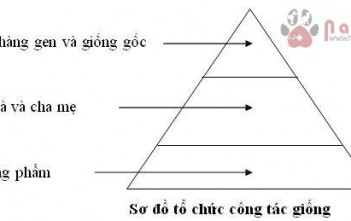 to-chuc-cong-tac-giong-gia-cam 1