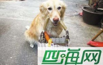 trung-quoc-em-cun-noi-tieng-vi-biet-mang-tien-di-cho