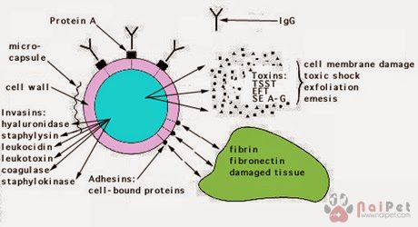 vi-khuan-nhiem-trung-co-hoi-tren-cho-meo-staphylococus-1