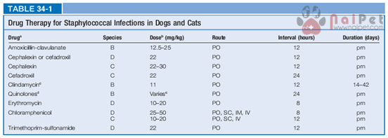 vi-khuan-nhiem-trung-co-hoi-tren-cho-meo-staphylococus-2