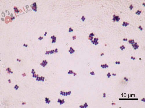 vi-khuan-nhiem-trung-co-hoi-tren-cho-meo-staphylococus