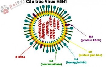 virus-cum-o-dan-heo-nai-diem-kiem-soat