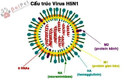 virus-cum-o-dan-heo-nai-diem-kiem-soat