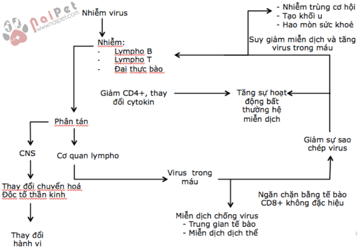 virus-gay-suy-giam-mien-dich-tren-meo-1