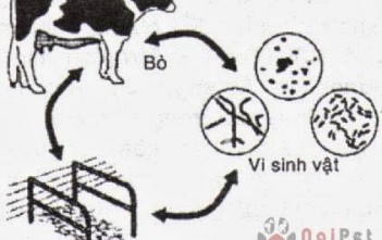 vo-sinh-tam-thoi-o-bo-sua-va-bien-phap-can-thiep 1