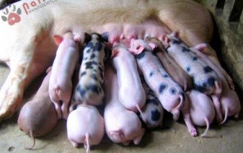 11-yeu-to-nguy-hiem-can-duoc-kiem-tra-ngay-khi-heo-sinh