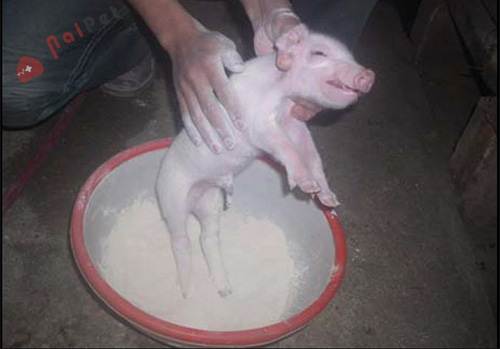 anh-huong-cua-che-pham-bot-mistral