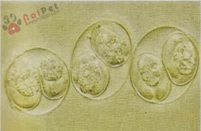 benh-cau-trung-o-heo-isospora-suis 1