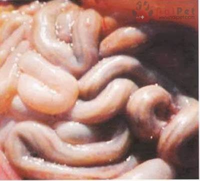benh-cau-trung-o-heo-isospora-suis 4