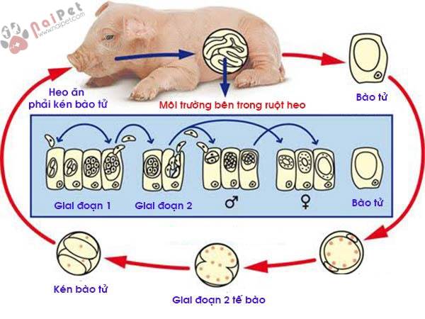 benh-cau-trung-o-heo-isospora-suis