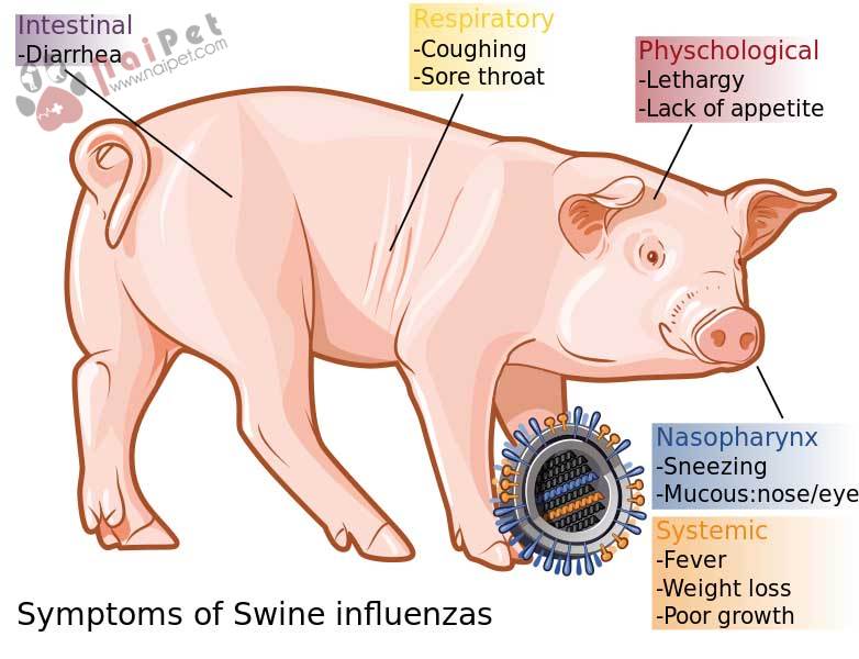 benh-cum-heo-swine-influenza 1