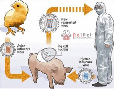 benh-cum-heo-swine-influenza