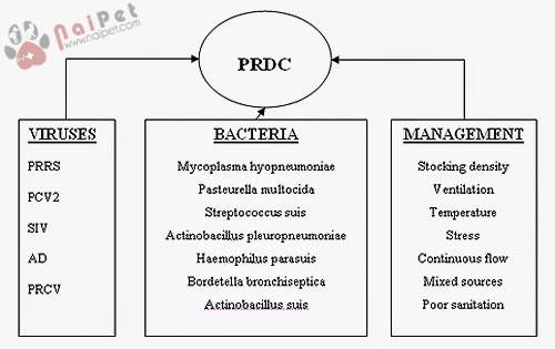 benh-ho-hap-phuc-hop-o-heo-porcine-respiratory-disease-complex 3