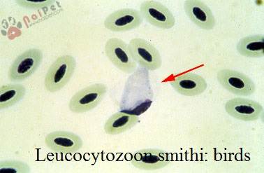 benh-ky-sinh-trung-leucocytozoon-o-gia-cam-thuy-cam 1