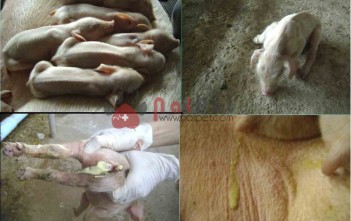 benh-ped-o-heo-va-cach-xu-ly-porcine-epidemic-diarrhoea