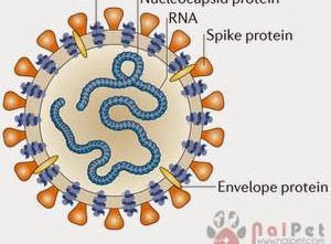 benh-tieu-chay-do-corona-virus-o-heo