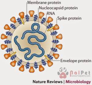 benh-tieu-chay-do-corona-virus-o-heo