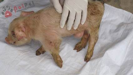 benh-viem-khop-o-heo-do-streptococcus-suis 1