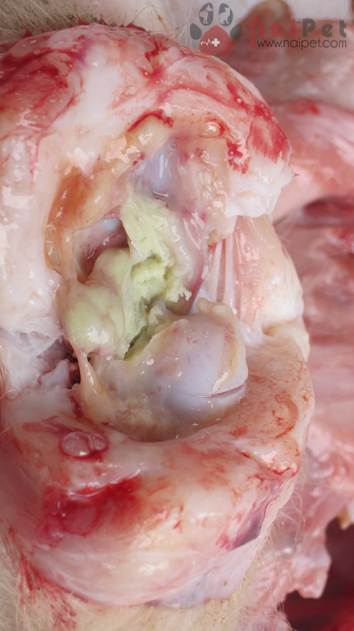 benh-viem-khop-o-heo-do-streptococcus-suis