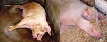 benh-viem-phoi-phuoc-hop-o-heo-prdc