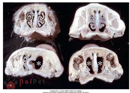 benh-viem-teo-mui-tren-heo-rhinitis-atropica-suum 5