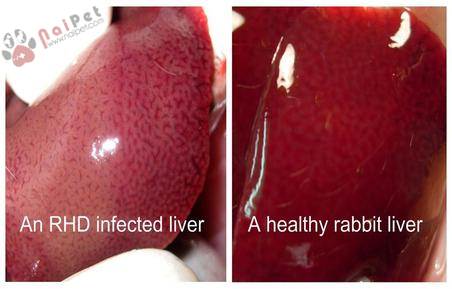 benh-xuat-huyet-truyen-nhiem-o-tho-rabbit-hemorrhagic-disease-rhd 1