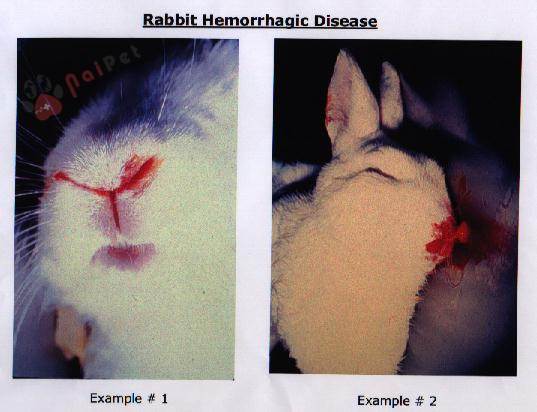 benh-xuat-huyet-truyen-nhiem-o-tho-rabbit-hemorrhagic-disease-rhd 2