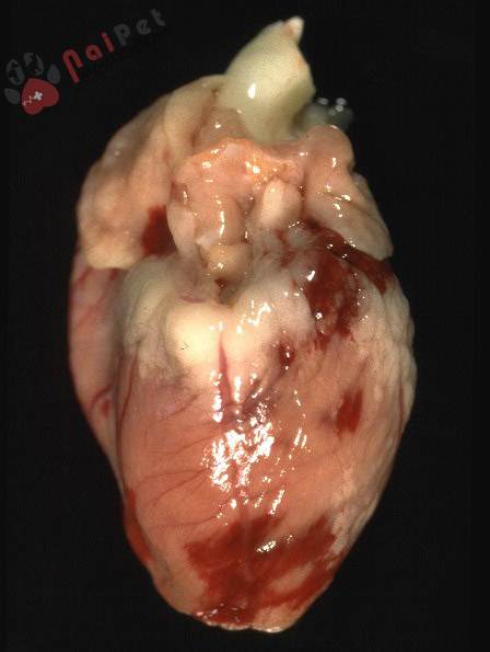 benh-xuat-huyet-truyen-nhiem-o-tho-rabbit-hemorrhagic-disease-rhd 3